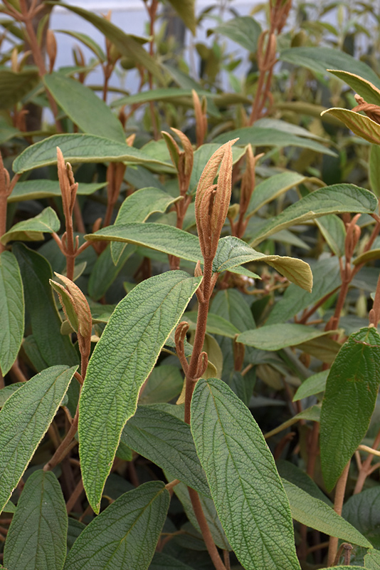 Leatherleaf Viburnum (Viburnum rhytidophyllum) at Frisella Nursery