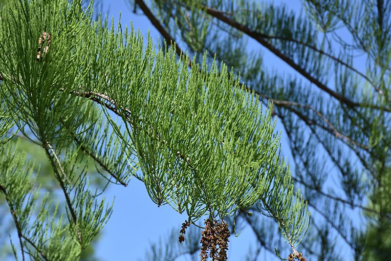 Pond Cypress (Taxodium ascendens) at Frisella Nursery