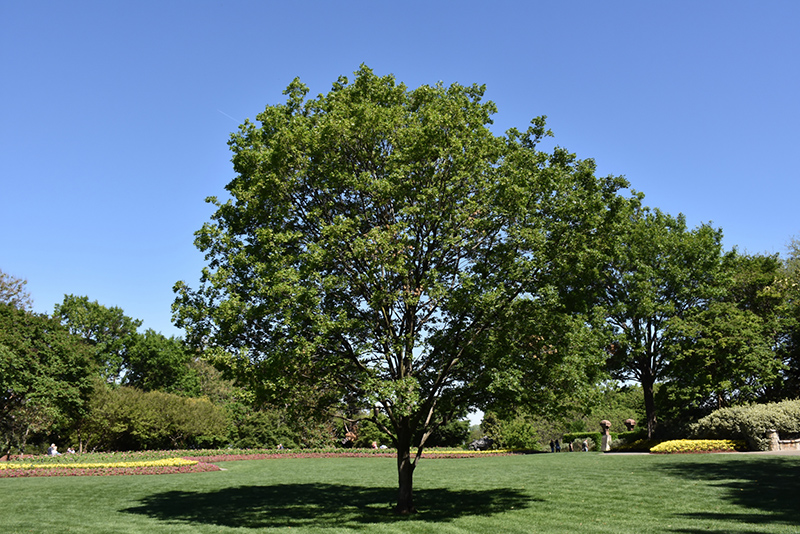 Trident Maple (Acer buergerianum) at Frisella Nursery