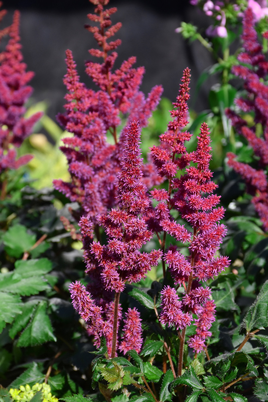 Visions in Red Chinese Astilbe (Astilbe chinensis 'Visions in Red') at Frisella Nursery