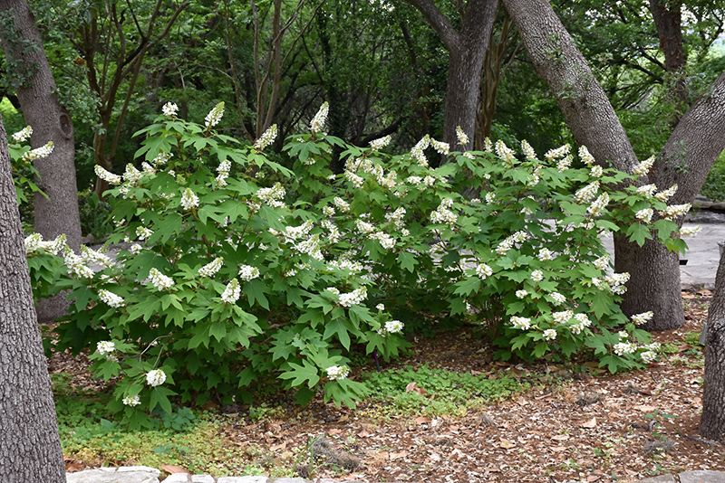 Oakleaf Hydrangea (Hydrangea quercifolia) at Frisella Nursery