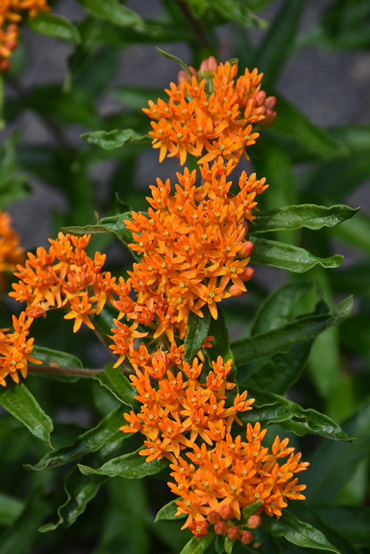 Butterfly Weed (Asclepias tuberosa) at Frisella Nursery