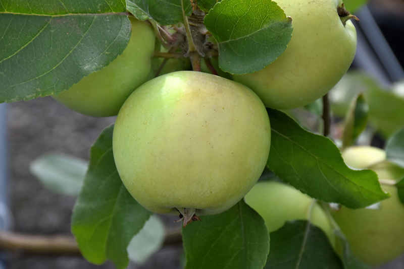 Lodi Apple (Malus 'Lodi') at Frisella Nursery