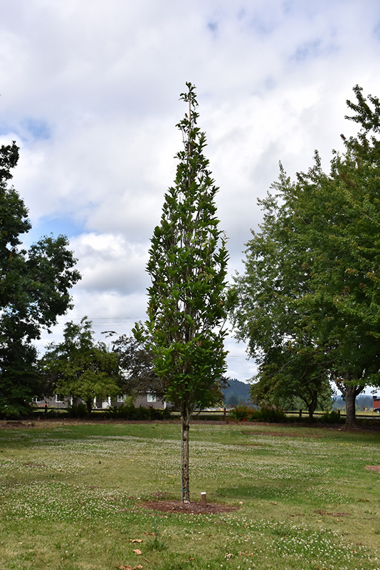 Beacon Oak (Quercus bicolor 'Bonnie and Mike') at Frisella Nursery