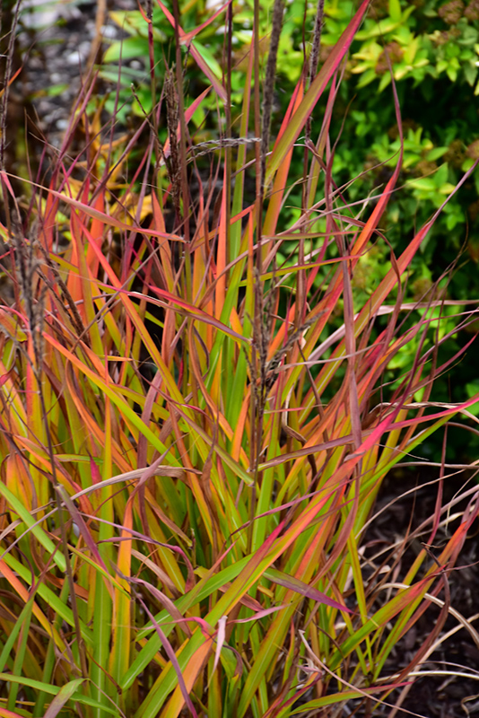Flame Grass (Miscanthus sinensis 'Purpurascens') at Frisella Nursery