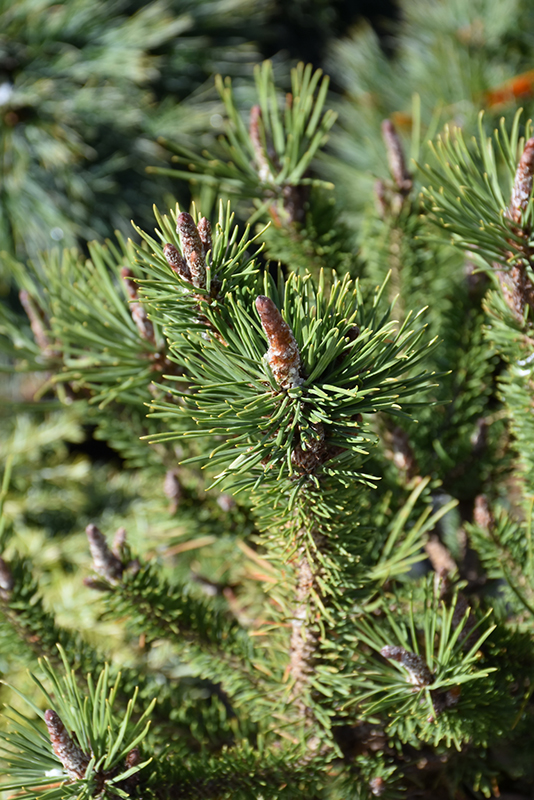 Spaan's Dwarf Shore Pine (Pinus contorta 'Spaan's Dwarf') at Frisella Nursery