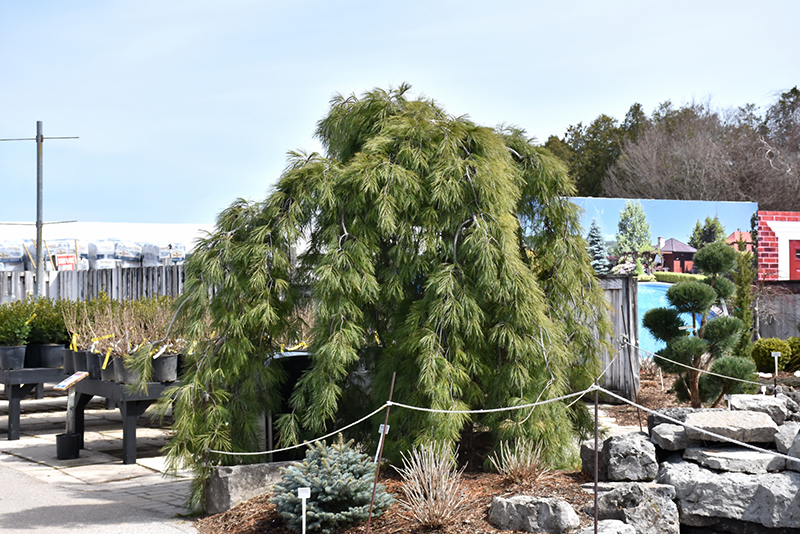 Weeping White Pine (Pinus strobus 'Pendula') at Frisella Nursery