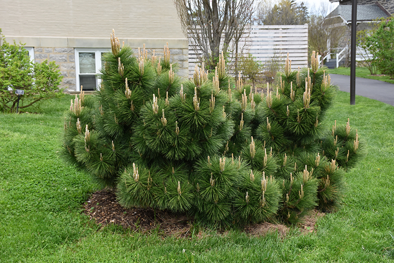 Thunderhead Japanese Black Pine (Pinus thunbergii 'Thunderhead') at Frisella Nursery