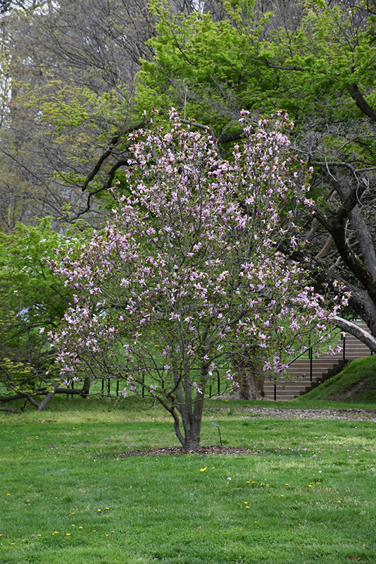 Ricki Magnolia (Magnolia 'Ricki') at Frisella Nursery