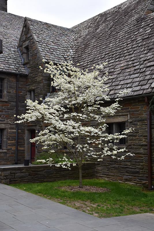 Appalachian Spring Flowering Dogwood (Cornus florida 'Appalachian Spring') at Frisella Nursery