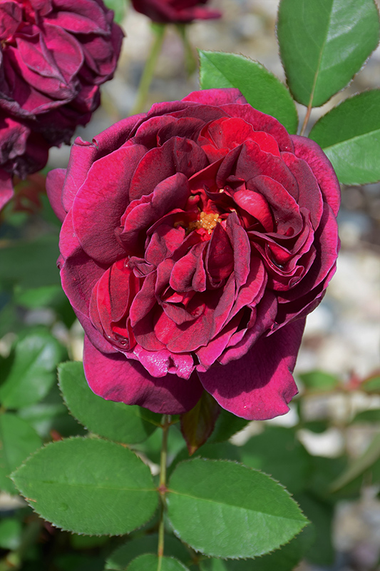 Darcey Bussell Rose (Rosa 'Darcey Bussell') at Frisella Nursery