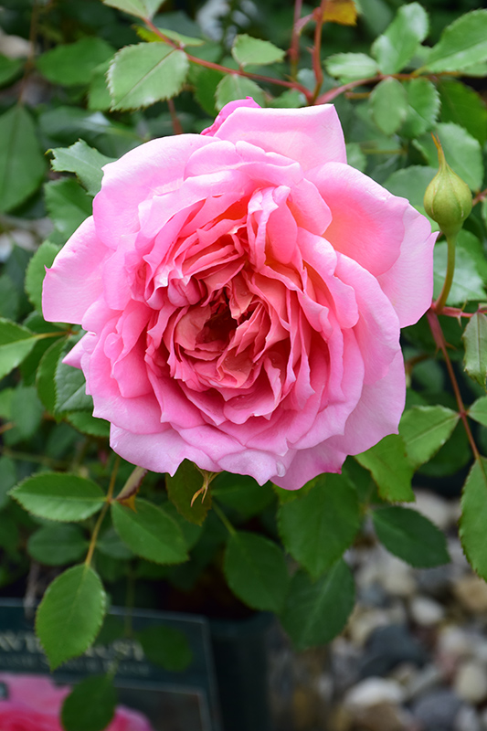 Jubilee Celebration Rose (Rosa 'Aushunter') at Frisella Nursery