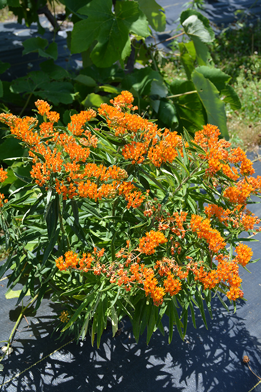 Butterfly Weed (Asclepias tuberosa) at Frisella Nursery