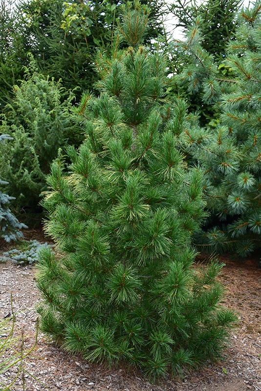 Columnar White Pine (Pinus strobus 'Fastigiata') at Frisella Nursery