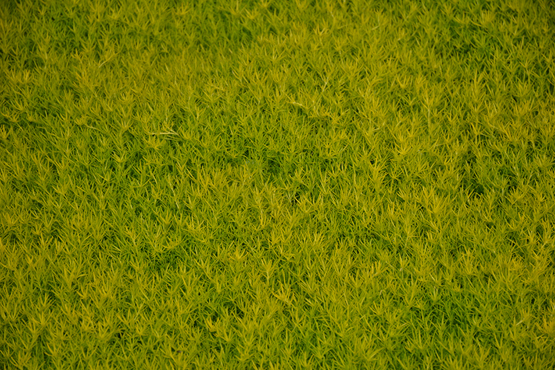 Scotch Moss (Sagina subulata 'Aurea') at Frisella Nursery