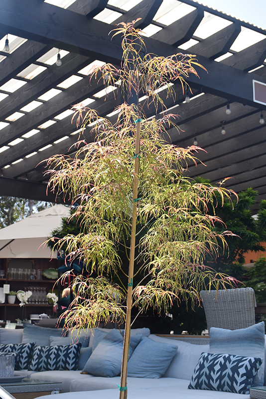 Koto No Ito Japanese Maple (Acer palmatum 'Koto No Ito') at Frisella Nursery
