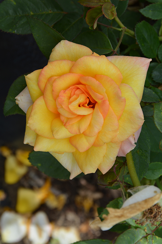 Gold Medal Rose (Rosa 'Gold Medal') at Frisella Nursery
