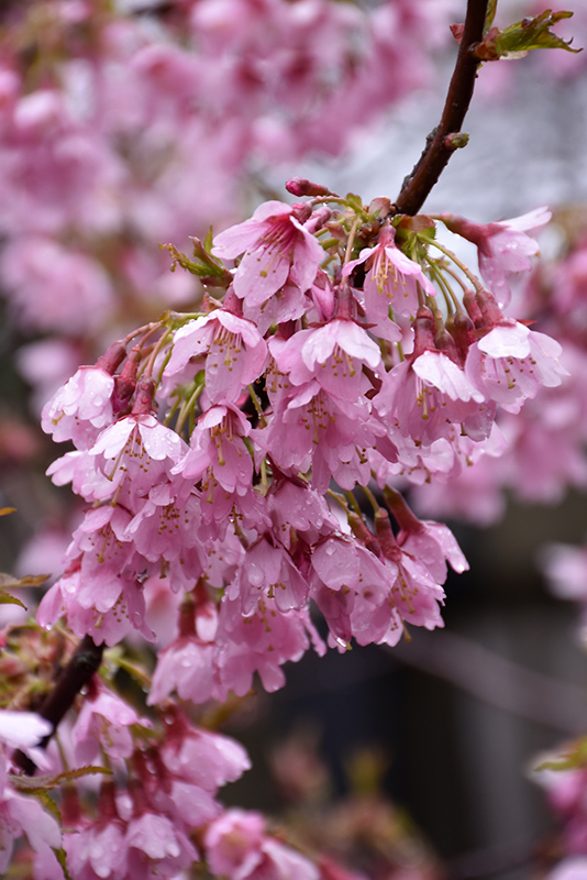 Okame Flowering Cherry (Prunus 'Okame') at Frisella Nursery