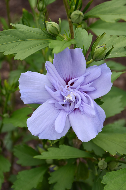Blue Chiffon Rose of Sharon (Hibiscus syriacus 'Notwoodthree') at Frisella Nursery