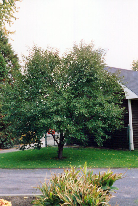 Montmorency Cherry (Prunus 'Montmorency') at Frisella Nursery