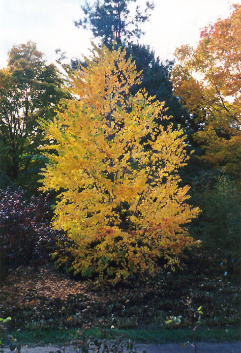 Katsura Tree (Cercidiphyllum japonicum) at Frisella Nursery
