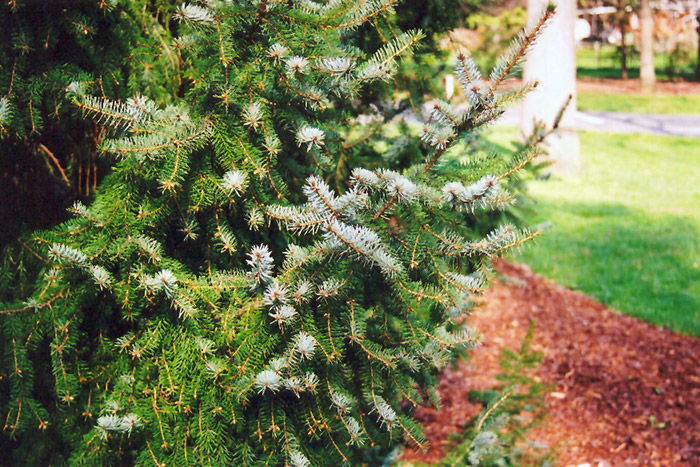 Serbian Spruce (Picea omorika) at Frisella Nursery