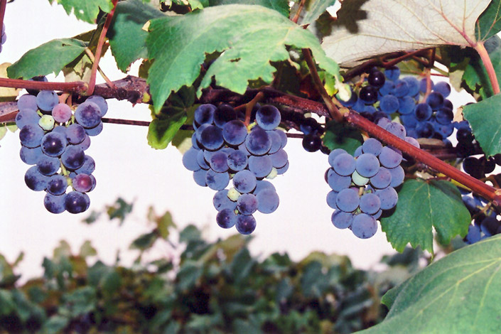 Concord Grape (Vitis 'Concord') at Frisella Nursery
