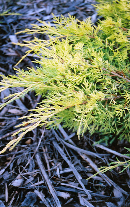 Gold Lace Juniper (Juniperus x media 'Gold Lace') at Frisella Nursery