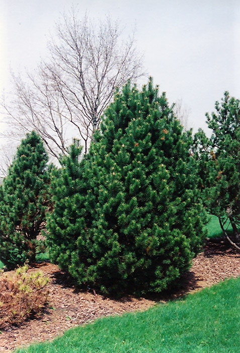 Gnom Mugo Pine (Pinus mugo 'Gnom') at Frisella Nursery