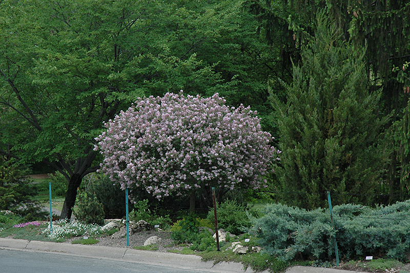 Dwarf Korean Lilac (tree form) (Syringa meyeri 'Palibin (tree form)') at Frisella Nursery
