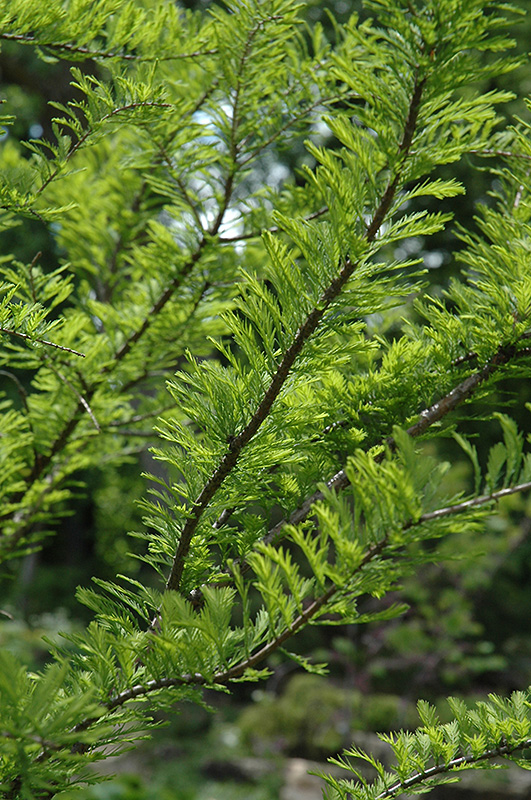 Baldcypress (Taxodium distichum) at Frisella Nursery