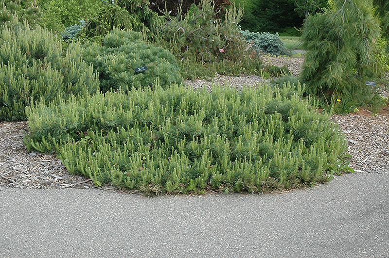 Hillside Creeper Scotch Pine (Pinus sylvestris 'Hillside Creeper') at Frisella Nursery