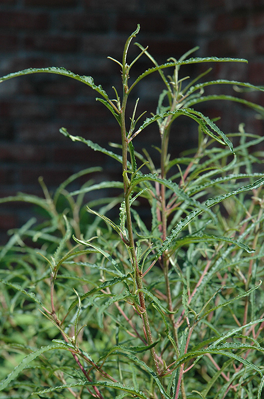 Fine Line Fern Leaf Buckthorn (Rhamnus frangula 'Ron Williams') at Frisella Nursery