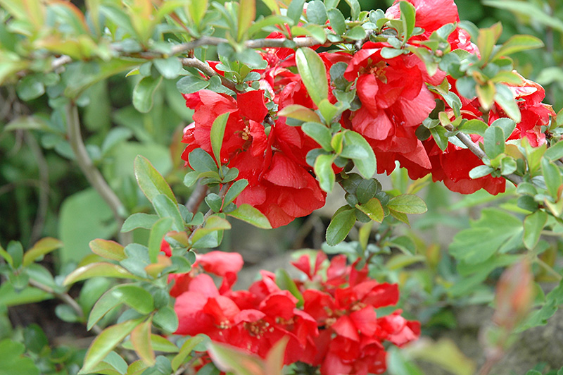 Texas Scarlet Flowering Quince (Chaenomeles speciosa 'Texas Scarlet') at Frisella Nursery