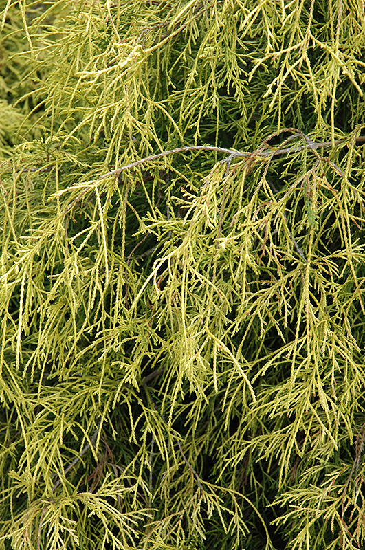 Sungold Falsecypress (Chamaecyparis pisifera 'Sungold') at Frisella Nursery