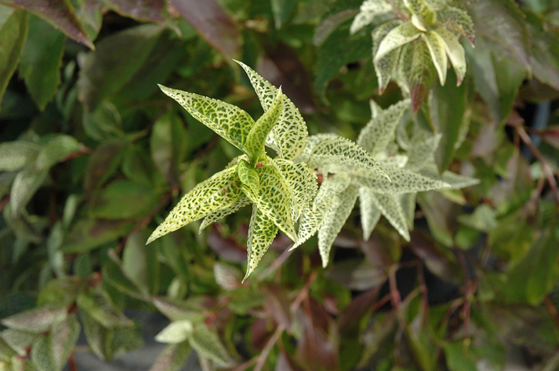 Kumson Forsythia (Forsythia viridissima 'Kumson') at Frisella Nursery