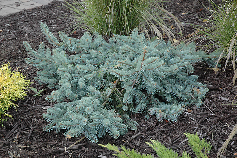 Procumbens Spruce (Picea pungens 'Procumbens') at Frisella Nursery