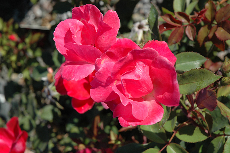 Pink Knock Out Rose (Rosa 'Radcon') at Frisella Nursery