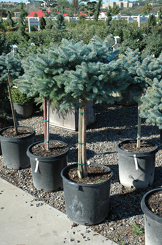 Globe Blue Spruce (tree form) (Picea pungens 'Globosa (tree form)') at Frisella Nursery