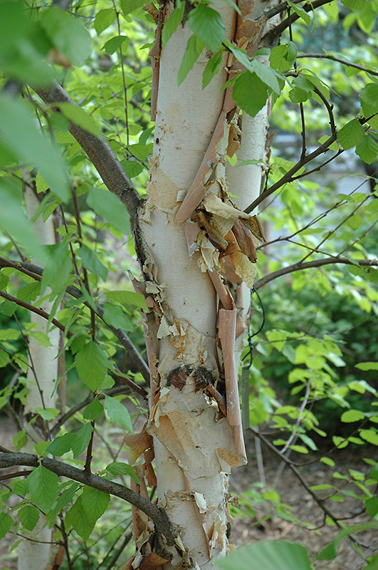 Heritage River Birch (Betula nigra 'Heritage') at Frisella Nursery