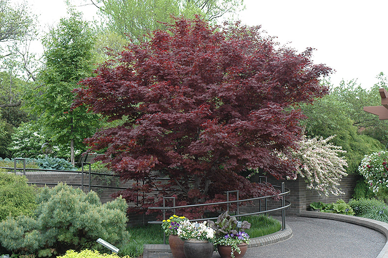 Bloodgood Japanese Maple (Acer palmatum 'Bloodgood') at Frisella Nursery
