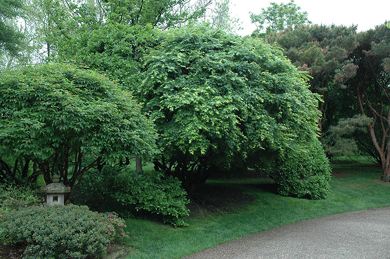 Japanese Maple (Acer palmatum) at Frisella Nursery