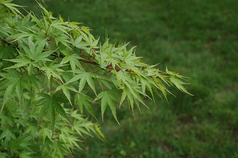 Nishiki Gawa Japanese Maple (Acer palmatum 'Nishiki Gawa') at Frisella Nursery