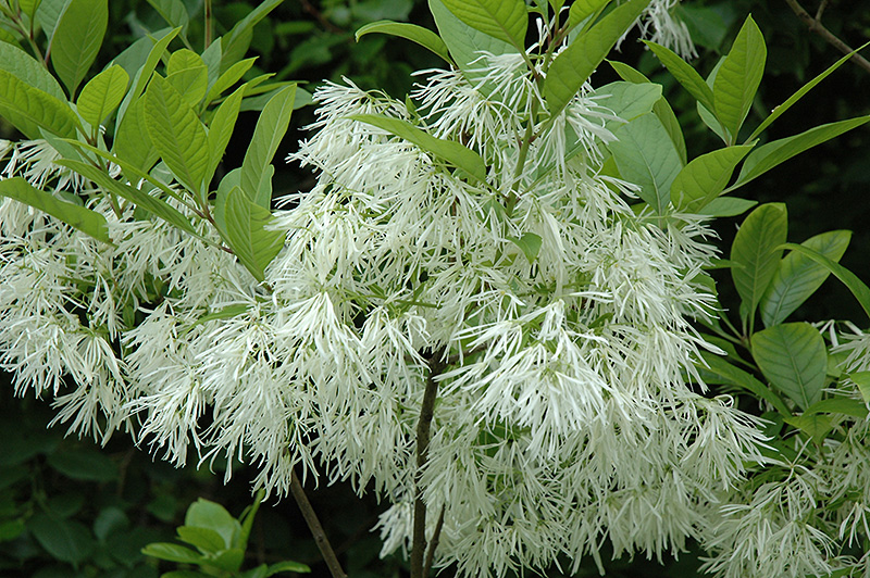 White Fringetree (Chionanthus virginicus) at Frisella Nursery