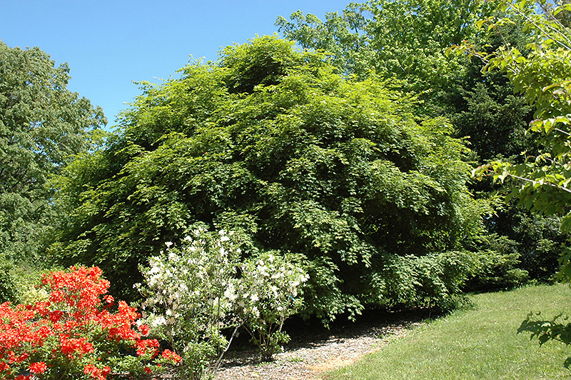 Korean Maple (Acer pseudosieboldianum) at Frisella Nursery