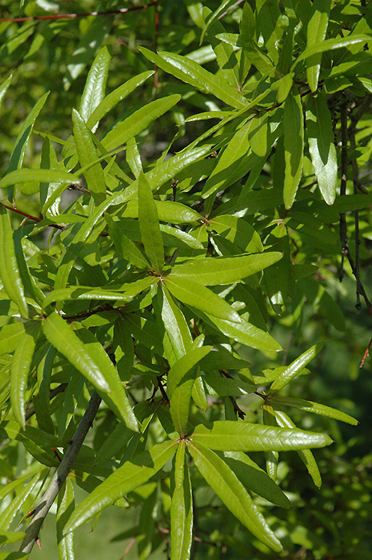 Willow Oak (Quercus phellos) at Frisella Nursery