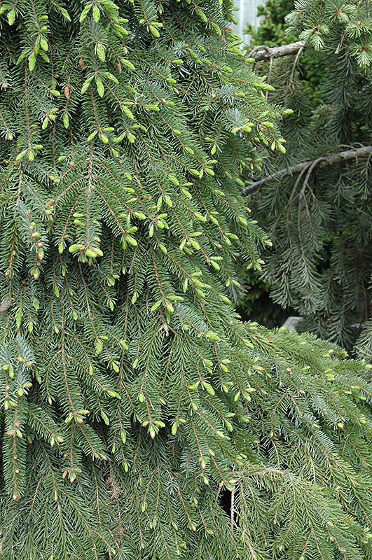 Bruns Weeping Spruce (Picea omorika 'Pendula Bruns') at Frisella Nursery