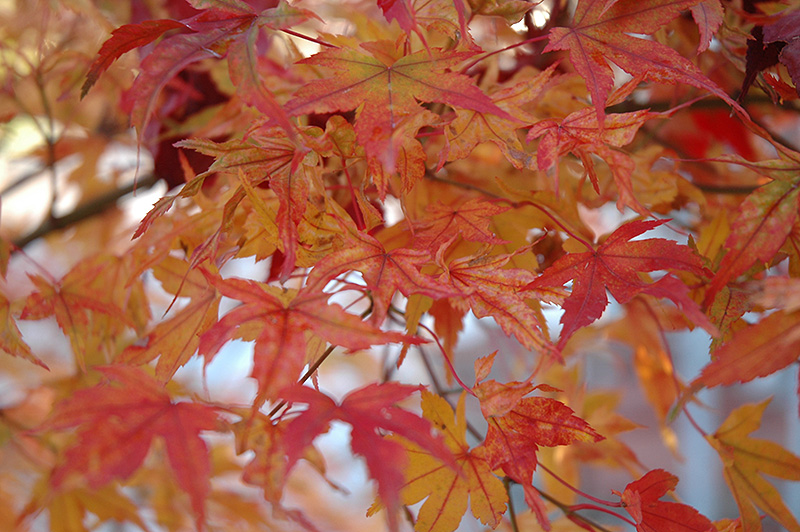 Butterfly Variegated Japanese Maple (Acer palmatum 'Butterfly') at Frisella Nursery