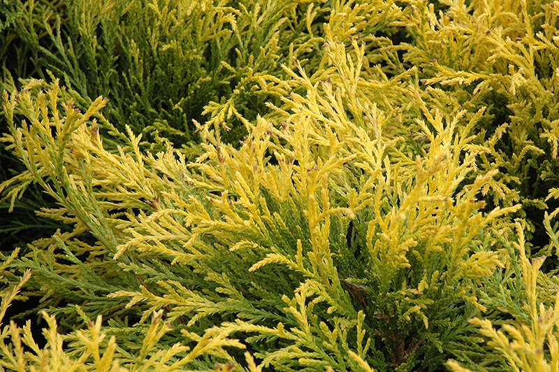 Golden Mop Falsecypress (Chamaecyparis pisifera 'Golden Mop') at Frisella Nursery