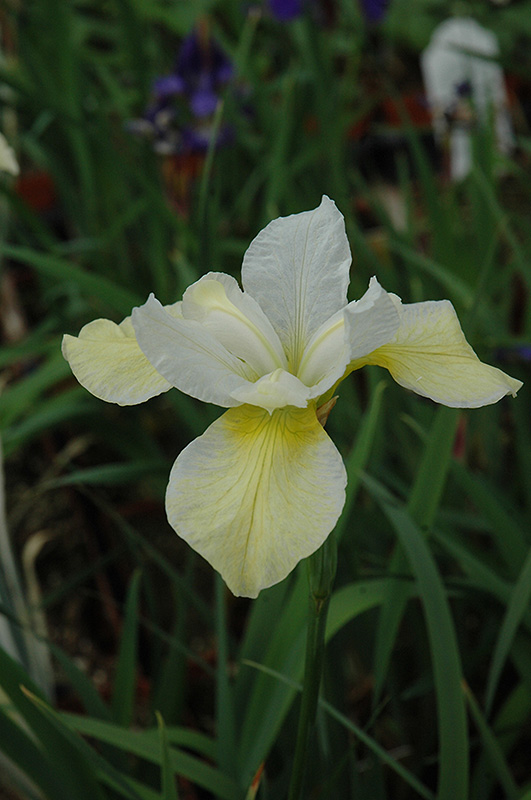 Butter And Sugar Siberian Iris (Iris sibirica 'Butter And Sugar') at Frisella Nursery